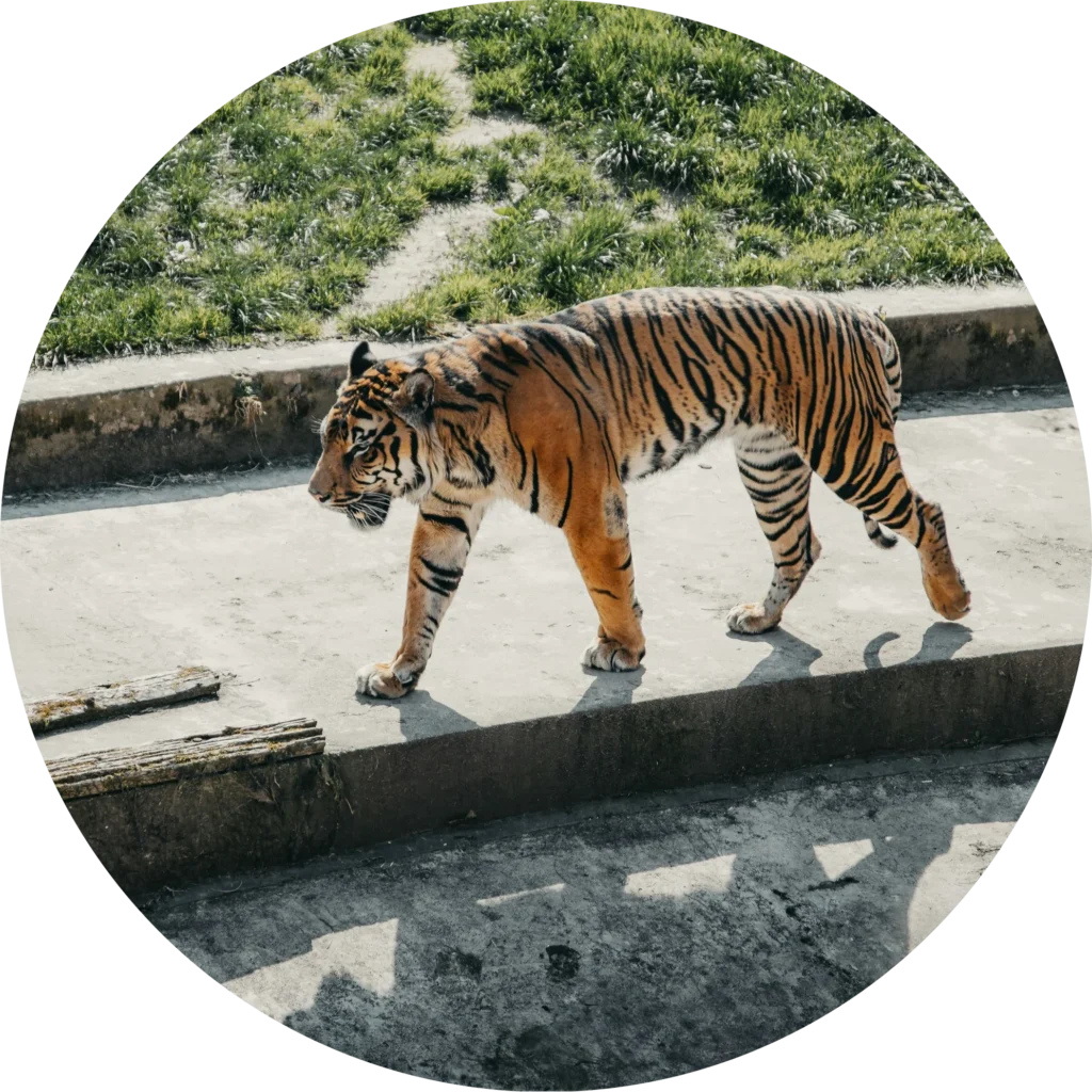 Wildlife Tours